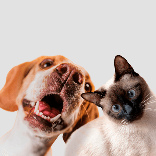 Cão e gato juntos, símbolo da causa animal