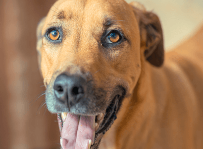 Cão acolhido em ambiente de abrigo